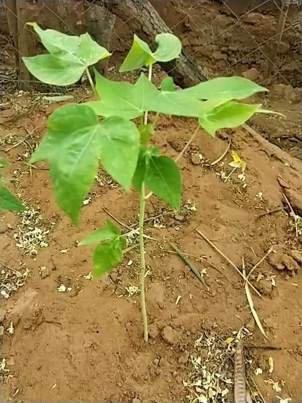 tree image