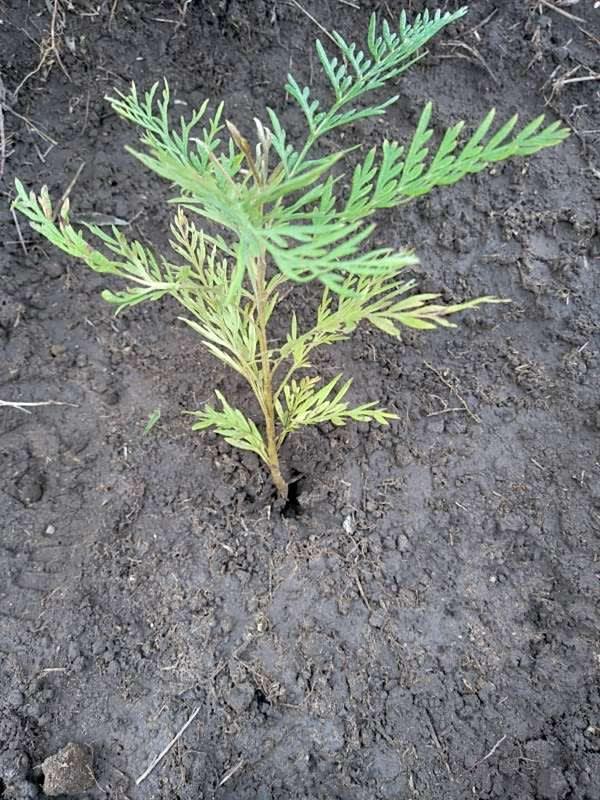 tree image