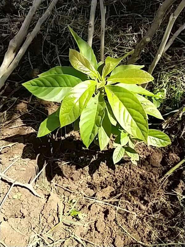 tree image