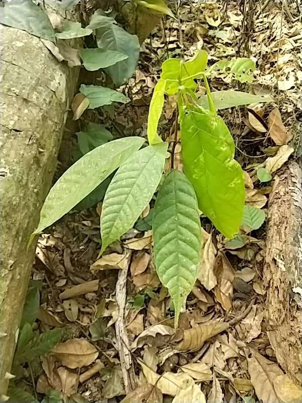 tree image