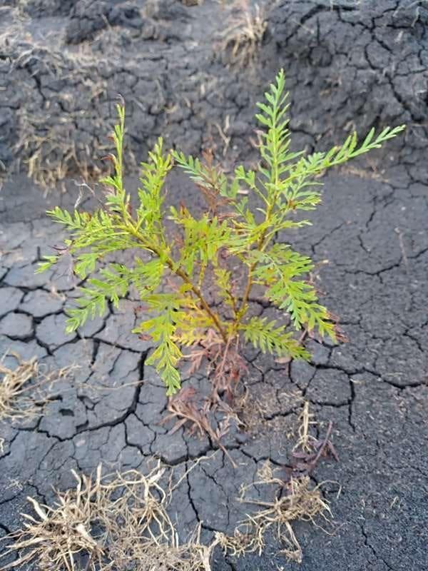 tree image