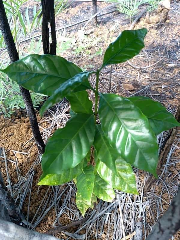 tree image