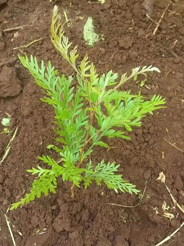 tree image