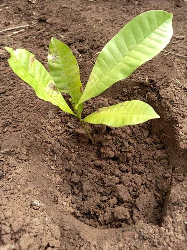 tree image