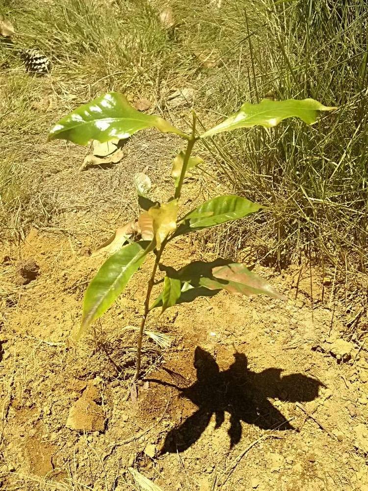 tree image