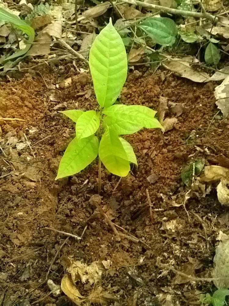 tree image