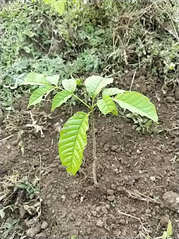 tree image