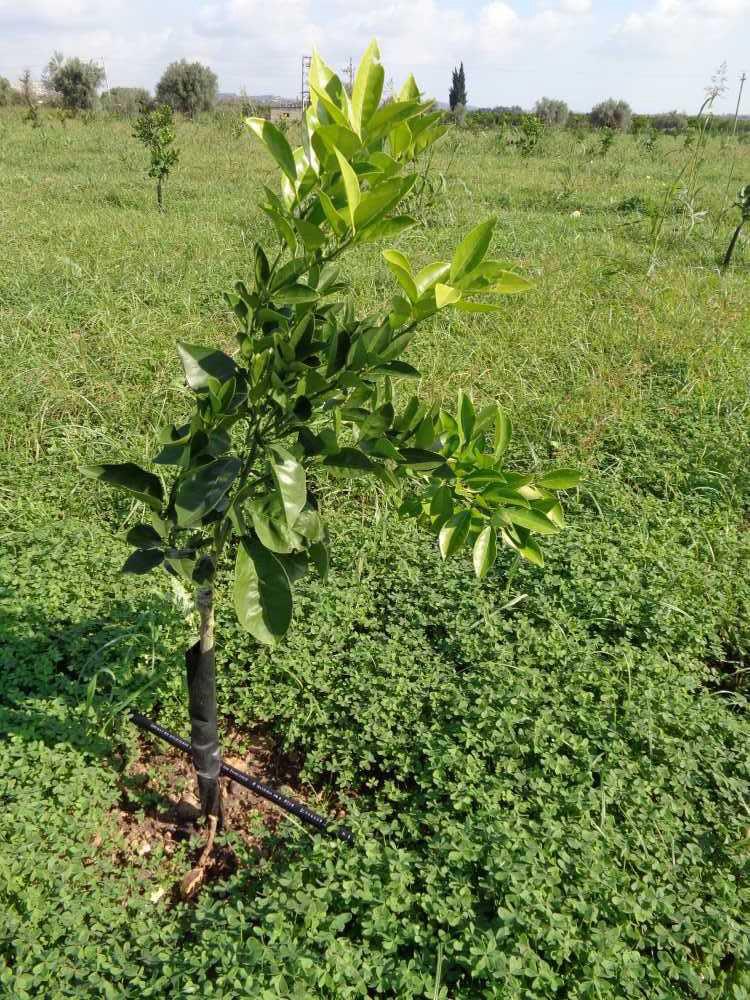 tree image