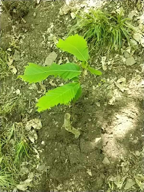 tree image