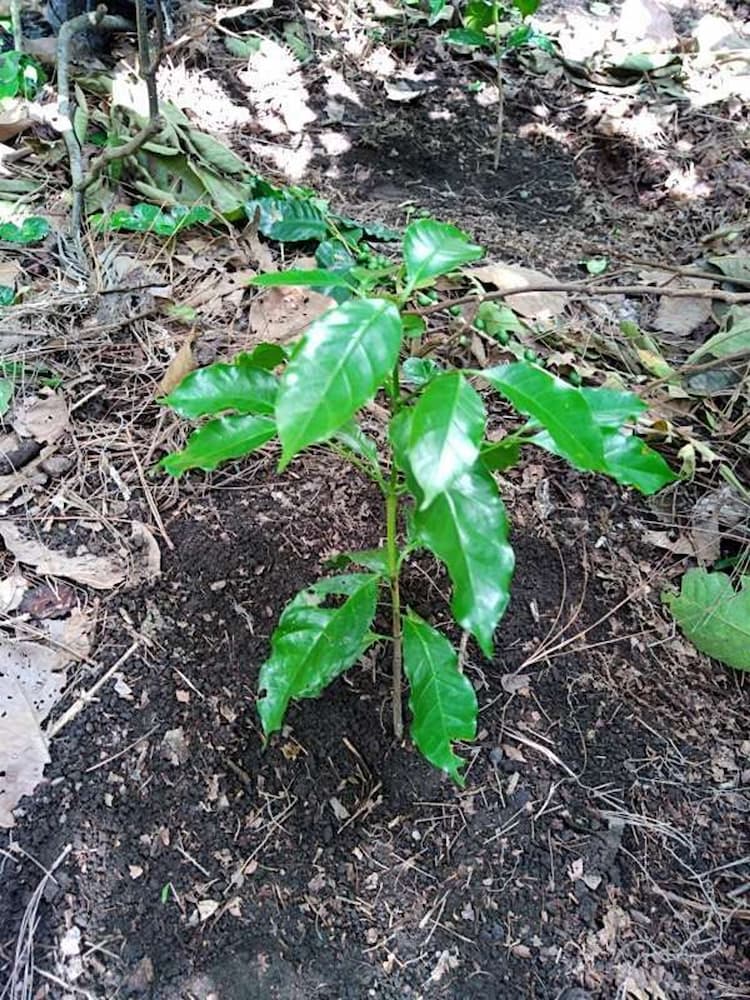 tree image