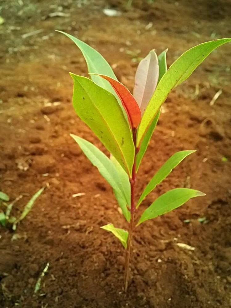 tree image