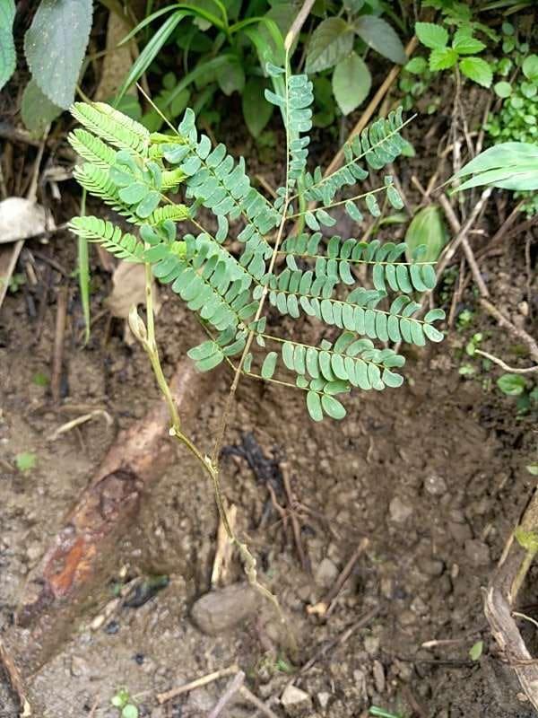 tree image