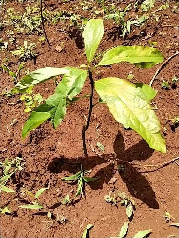 tree image