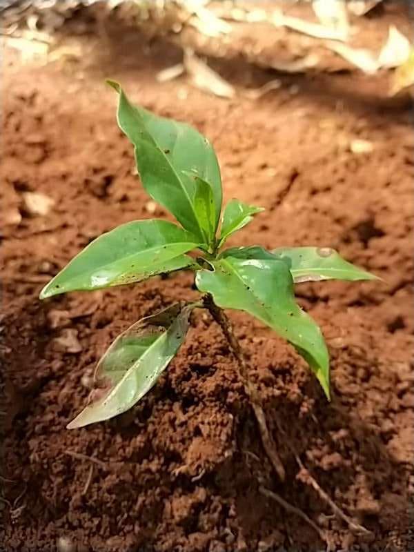tree image