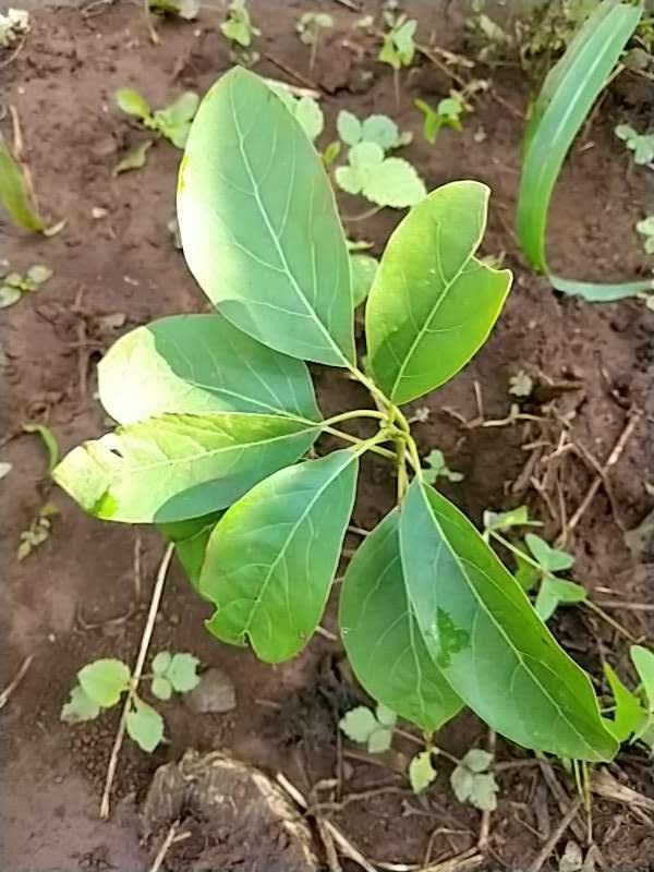 tree image