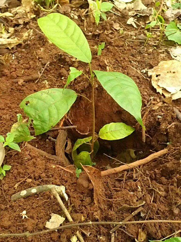 tree image