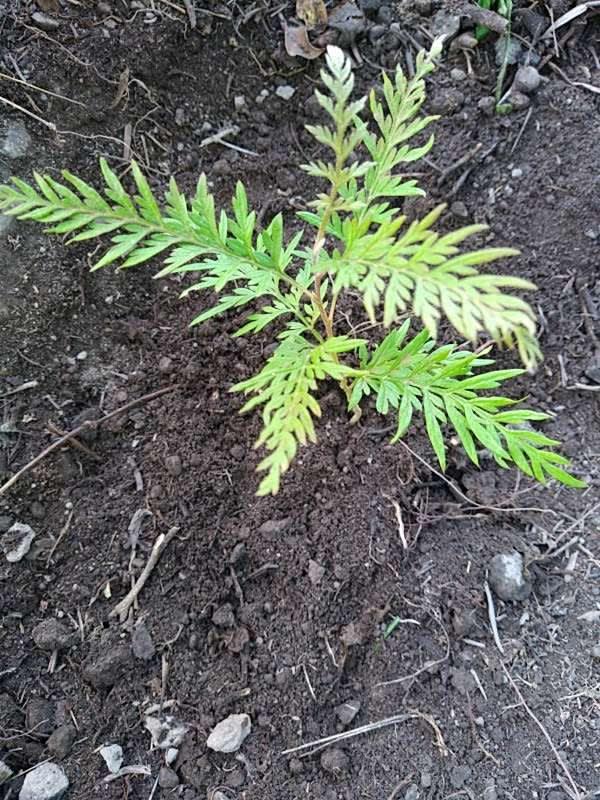 tree image