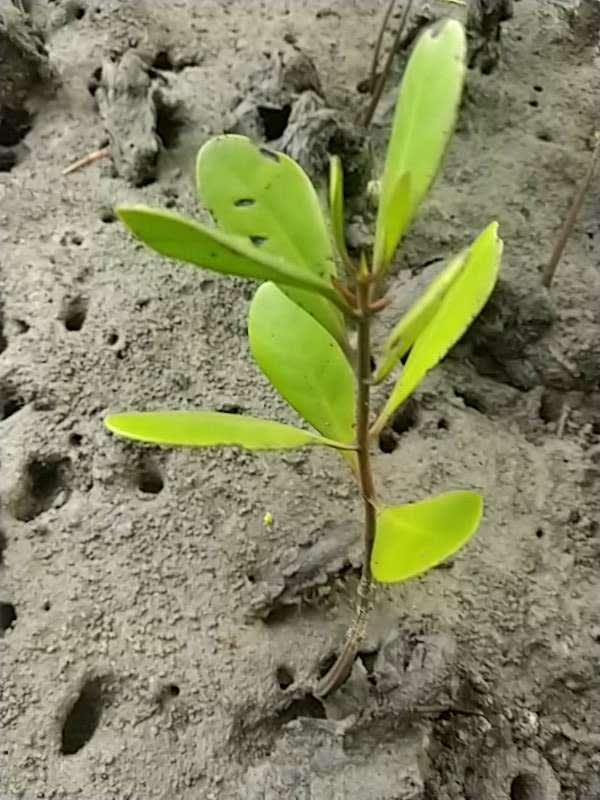tree image