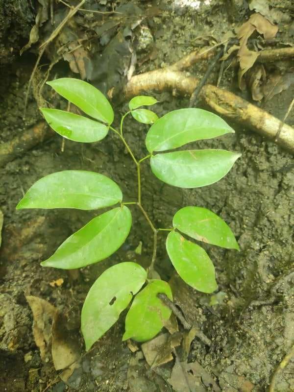 tree image