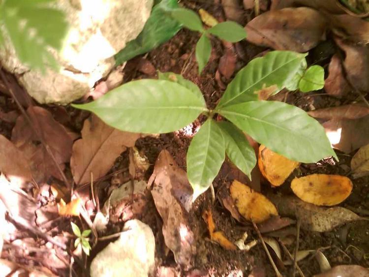 tree image