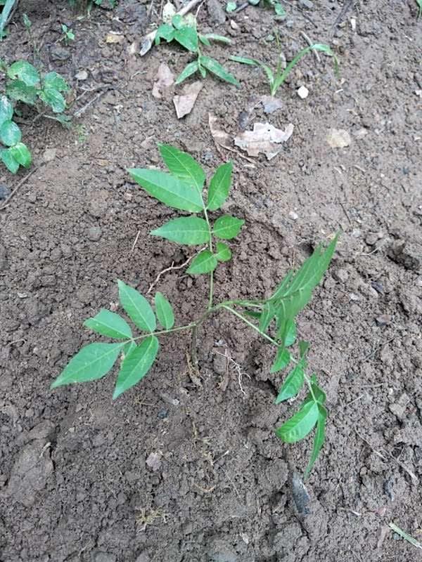 tree image
