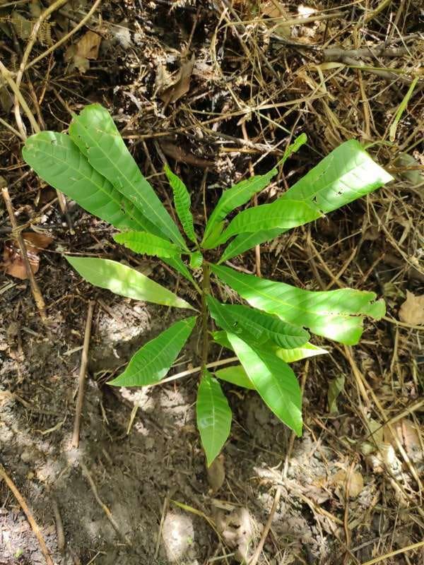 tree image