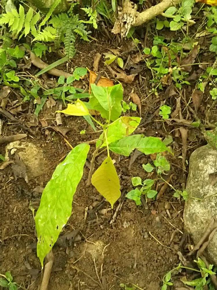 tree image