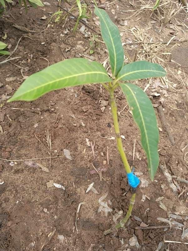tree image