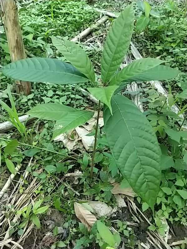 tree image