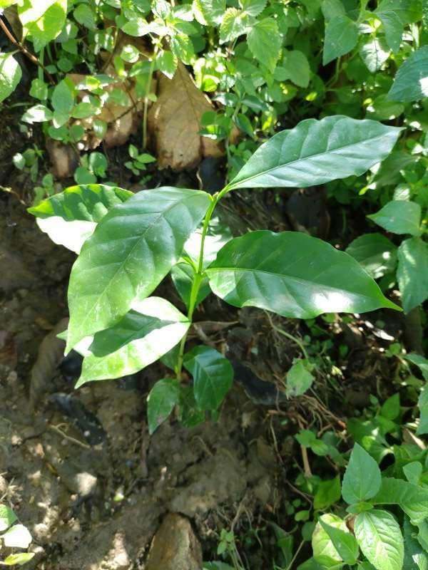 tree image