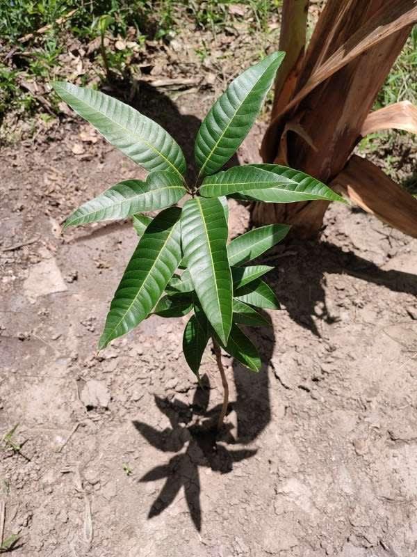tree image