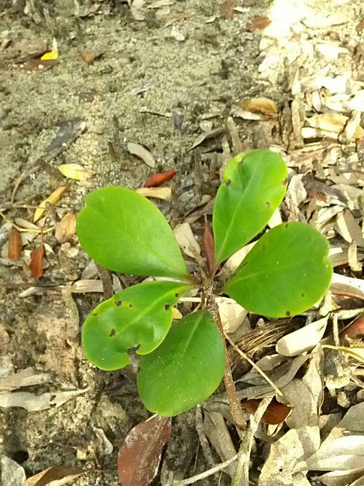 tree image