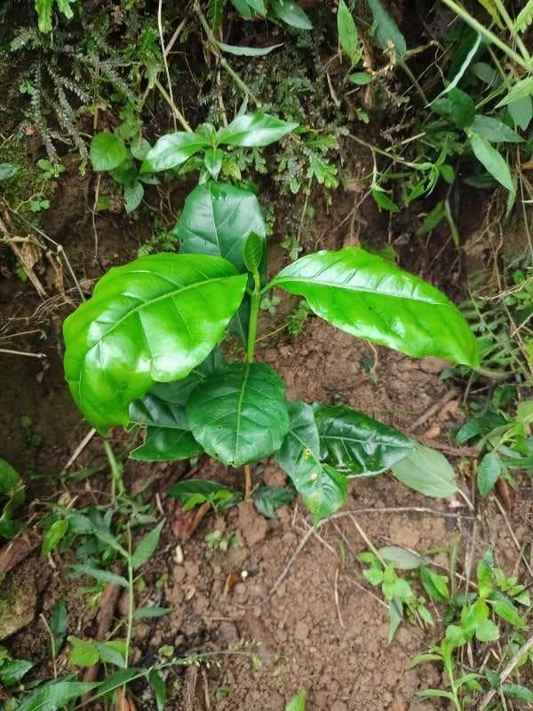 tree image