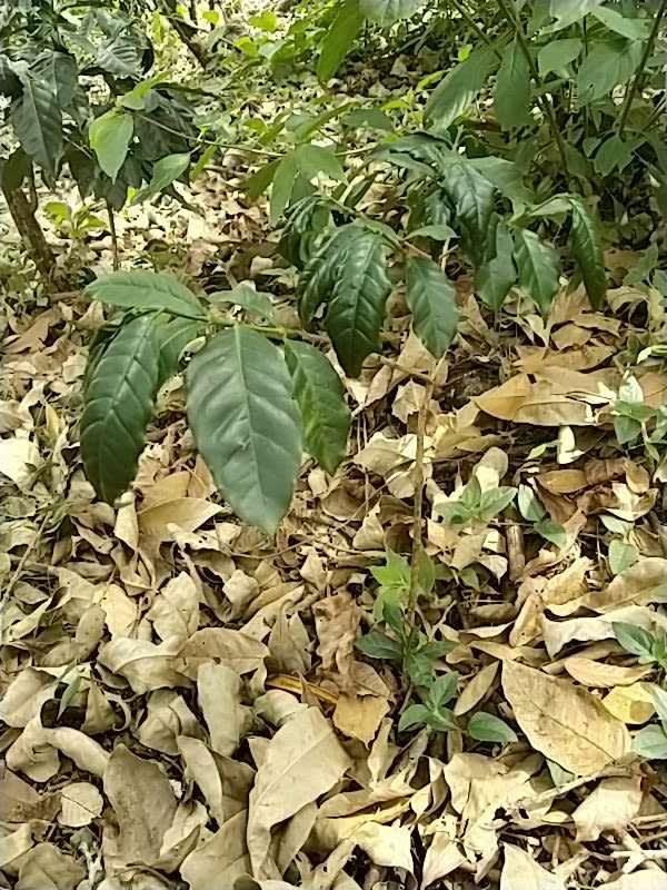 tree image