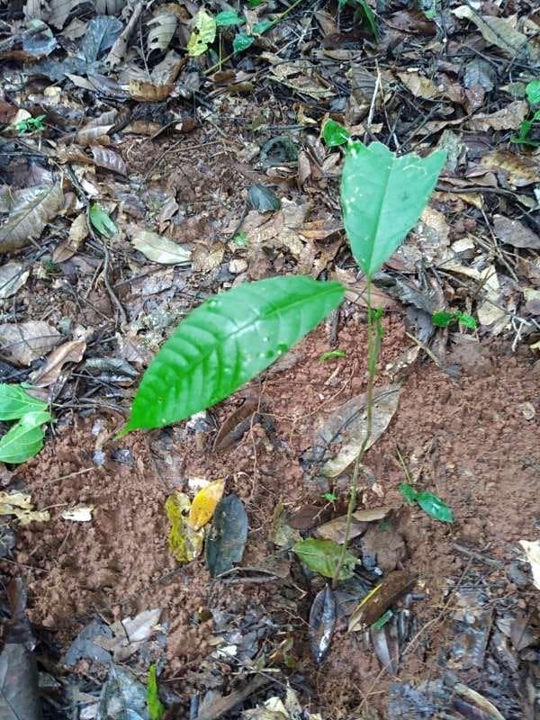 tree image