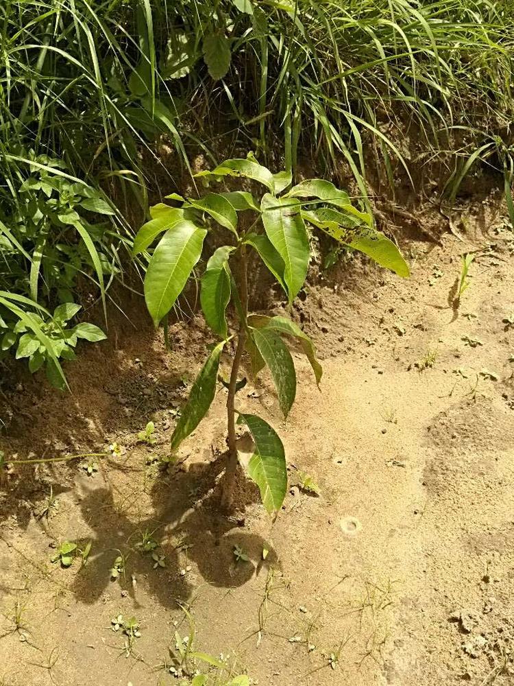 tree image