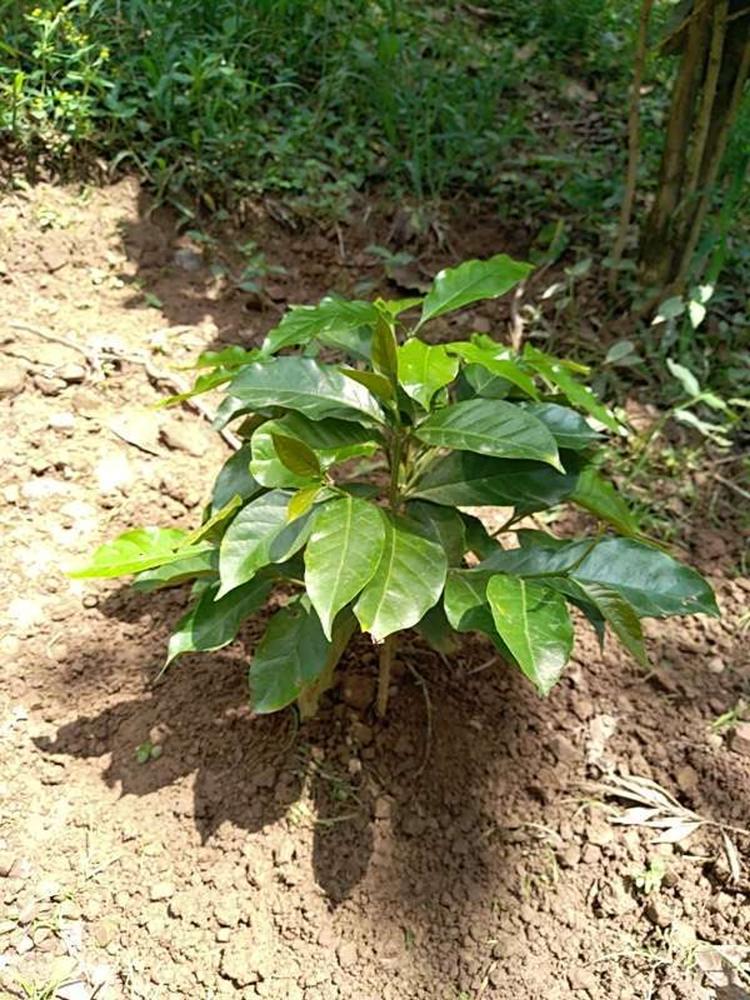 tree image