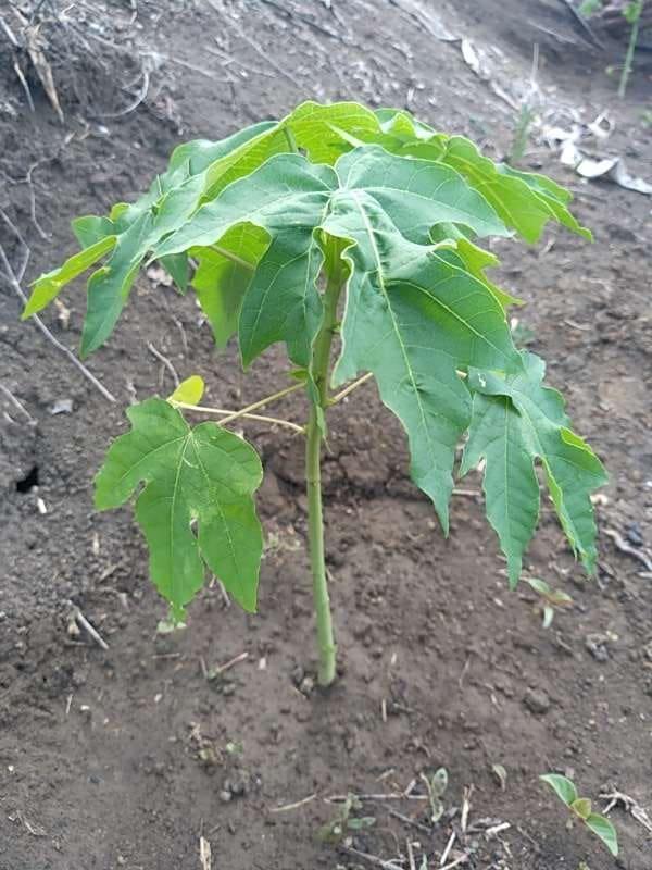 tree image