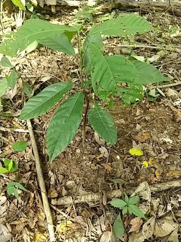 tree image