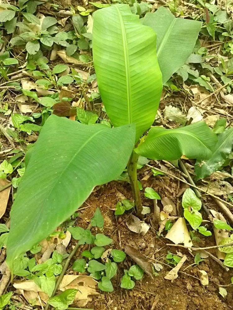 tree image