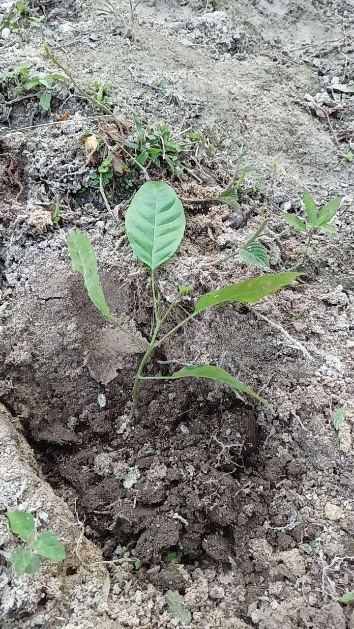 tree image
