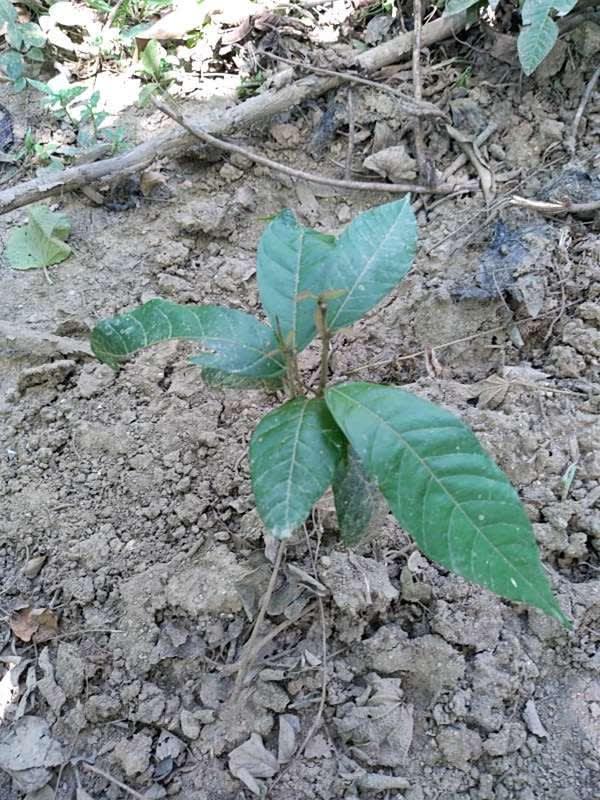 tree image