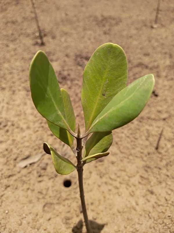 tree image