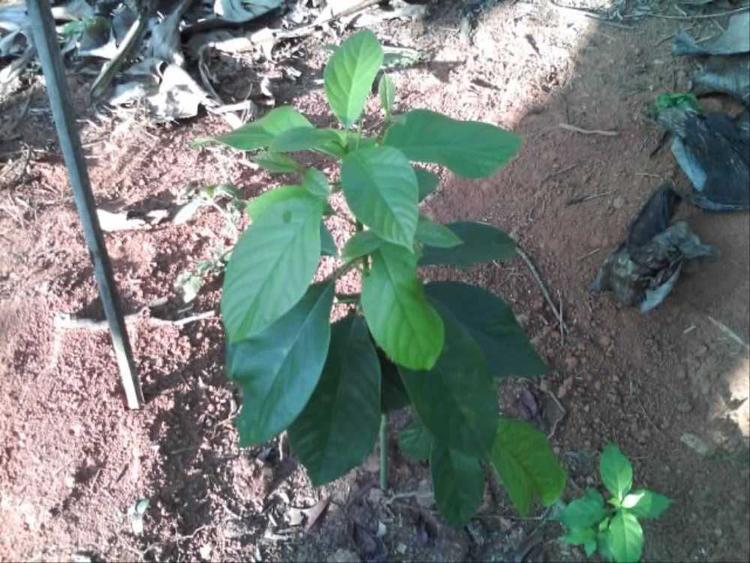 tree image