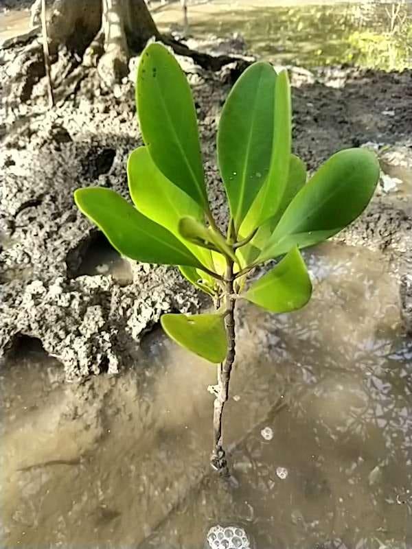 tree image