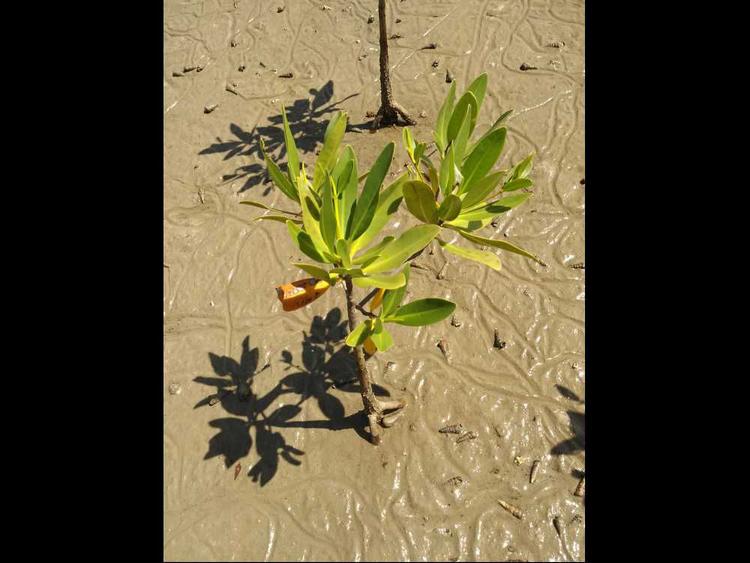 tree image