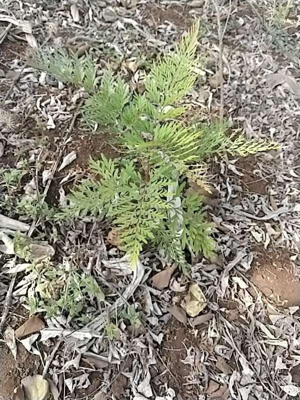 tree image