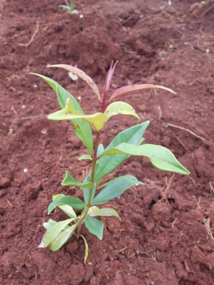 tree image