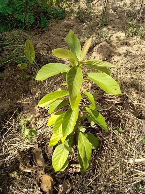 tree image
