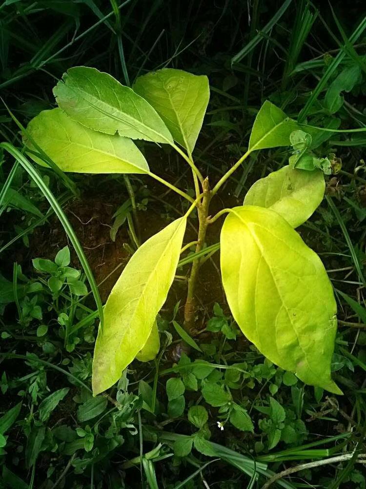 tree image